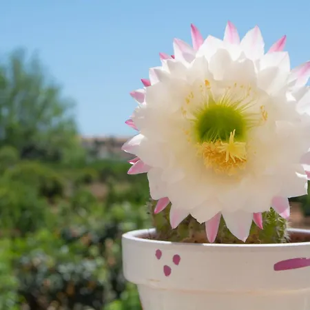 Casa Aromas - Exclusiva Cerca De La Playa - By Marina Alta Holidays * Dénia